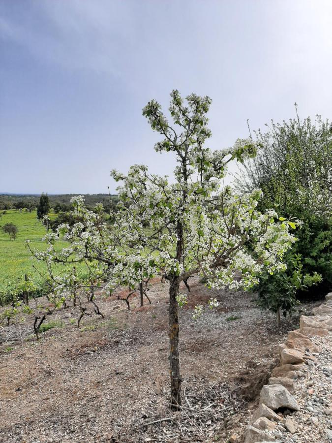 Holiday home Monte Da Casa Branca By Hi Alentejo